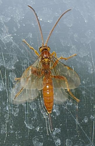 Theronia atalantae